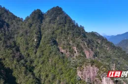 组图 | 宜章县：冬日莽山华南五针松“青绿”绘就自然秘境
