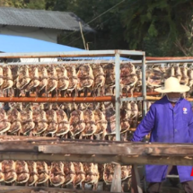 汝城板鸭晒出乡村振兴好味道