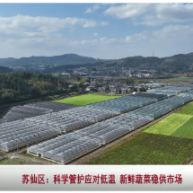 苏仙区:科学管护应对低温 新鲜蔬菜稳供市场