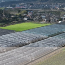 视频 | 科学管护应对低温 新鲜蔬菜稳供市场