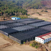 汝城:迎春鲜花销售旺 “美丽经济”催热“年味”