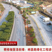 精修细剪添新绿：郴县路绿化工程进行时