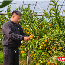宜章县玉溪镇西门村：脆蜜金柑试种成功 开启“甜蜜增收路”