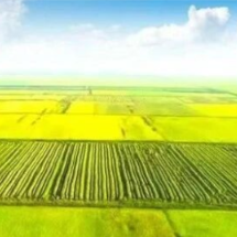 郴州人看过来！耕地上能种啥、不能种啥，一文读懂→