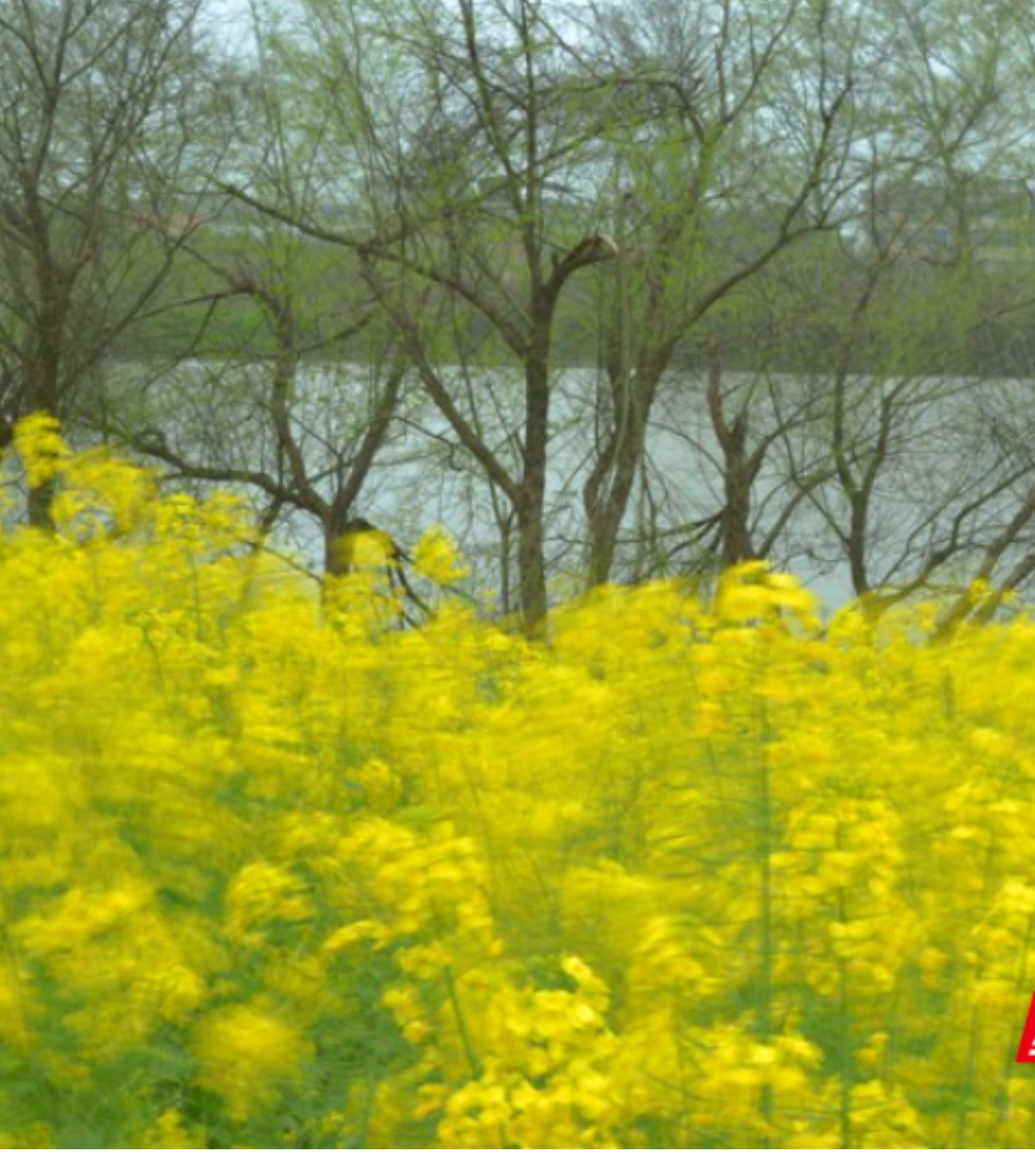 安仁县：同一景点  不同景色  醉人的冬春“痕迹”