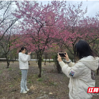 组图 | 桂阳宝山中国红樱绽放 游客争先踏青寻春