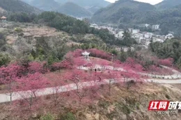 浪漫樱花  如期绽放