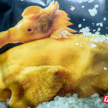 “嘉禾鸡”火热出圈  成年货市场新宠