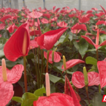 桂东县：红掌俏销迎新春“火红”产业致富路