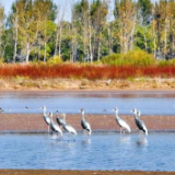 黄河三角洲盐碱地生态修复为更多生物提供栖息地 湿地披“红妆” 百鸟任飞翔