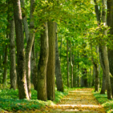 北京大学郭庆华:遥感技术帮助寻找亚洲最高树