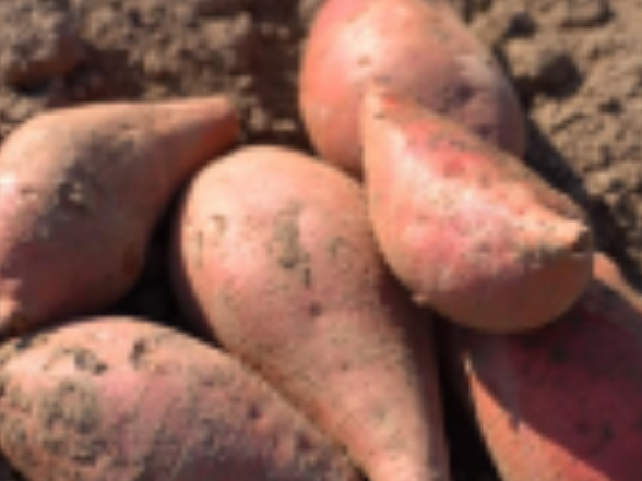 冬天不建议吃太多烤红薯的理由，猜你一定想不到（不是胖）