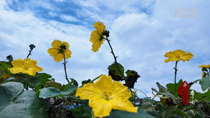 新宁：翠藤金花挂硕果