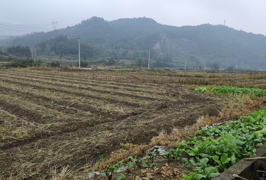 双牌县茶林镇：冬种圆满收官 田野孕育丰收希望