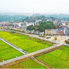 湖南新田：油菜花开 乡村如画（组图）