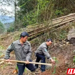 道县掀起春季造林绿化高潮