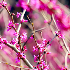 永州十场花事丨双牌：桐子坳的紫荆花开了，你还不来吗？