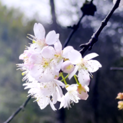 永州十场花事丨双牌阳明山：樱花盛放，独爱恋人潭一株