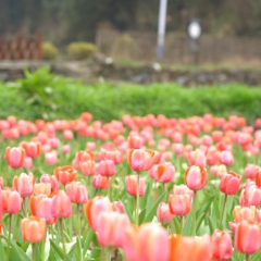 永州十场花事丨双牌桐子坳的郁金香开好了，这样拍照最出片