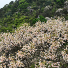 永州十场花事丨宁远：油桐花开白如雪 山花灿烂春正好