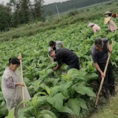 江永：农技下村 做烟农的贴心人
