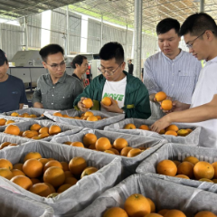 江永：电商搭台 “硒”有夏橙香飘全国