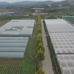 祁阳:秋延辣椒喜丰收 “大棚经济”促增收