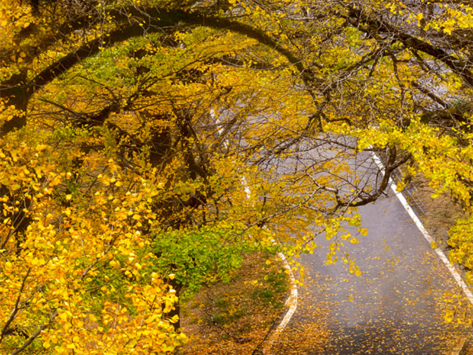 桐子坳还能这样玩②解锁秋日新体验：文创互动让银杏季更出“圈”