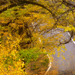 桐子坳还能这样玩②解锁秋日新体验:文创互动让银杏季更出“圈”