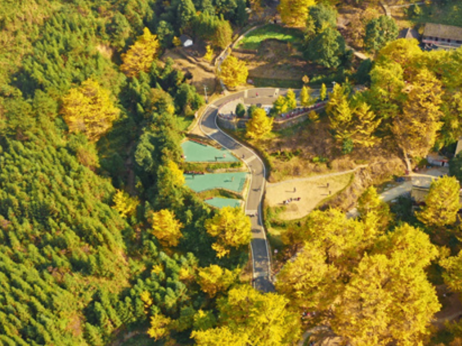 桐子坳还能这样玩①金色童话出片指南：美食美景一起“杏”动