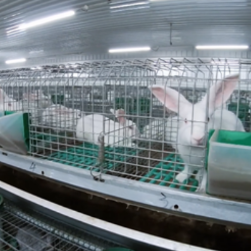 主特产业看宁远丨一只小兔子“蹦”出大产业