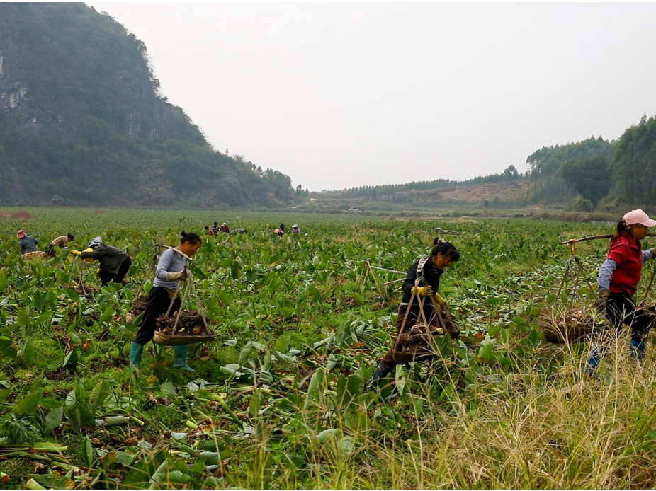 江永：服务护航增动能 香芋成富民产业