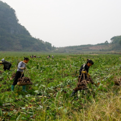 江永:服务护航增动能 香芋成富民产业