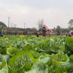 江永:小芥菜迎来大市场