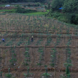 湖南江华:术后返岗践初心 以担当绘就乡村振兴新画卷