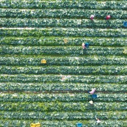 江永:新鲜包菜7小时直达香港餐桌