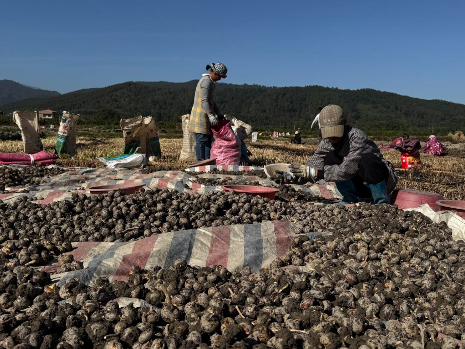 江永：冬日田间马蹄香 “轮作密码”解锁丰收乐