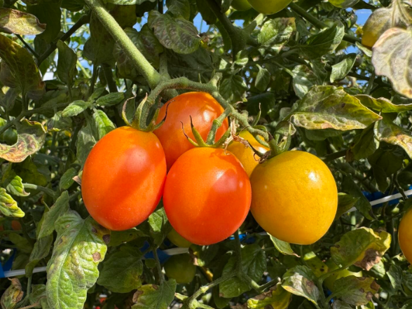 江永：小圣女果成“黄金果” 返乡能人带动产业兴