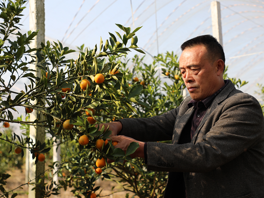 新田：脆蜜金桔“金果”挂枝头 精细管理闯出高端市场