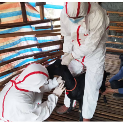 永州市农业农村局:科学评估与精准监测双轮驱动 筑牢动物疫病防控坚固屏障