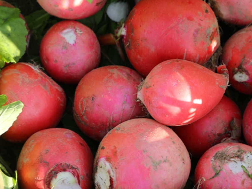 道县：“小萝卜”串起“大产业” 深加工让“土特产”变“金元宝”