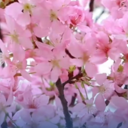 视频丨藏不住了！油菜花、樱花……永州各地繁花似锦、生机盎然