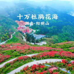 达人追花丨元气满满大湾区：十万杜鹃花海