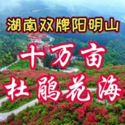 达人追花丨紫檀视觉：十万亩杜鹃花海