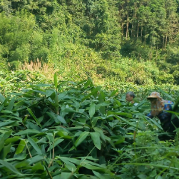 蓝山县新屋地村：一片“金叶”“粽”关情