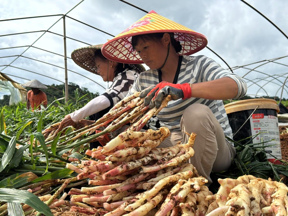 江永香姜：跨越夏秋的美味 借电商销往全国