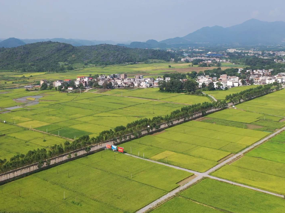 江永：早稻开镰 全程机械化助力“双抢”