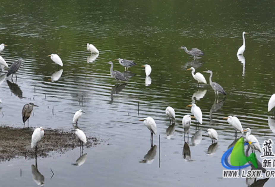 蓝山县迎来候鸟迁徙高峰 生态保护成效显著
