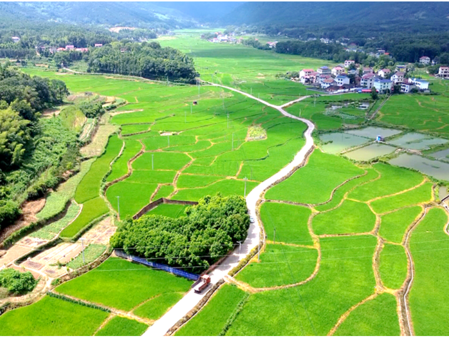 双牌：“一喷多促”护航晚稻丰产 绿色防控实现增产环保双赢 