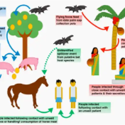 永州疾控：认识尼帕病毒 科学守护健康